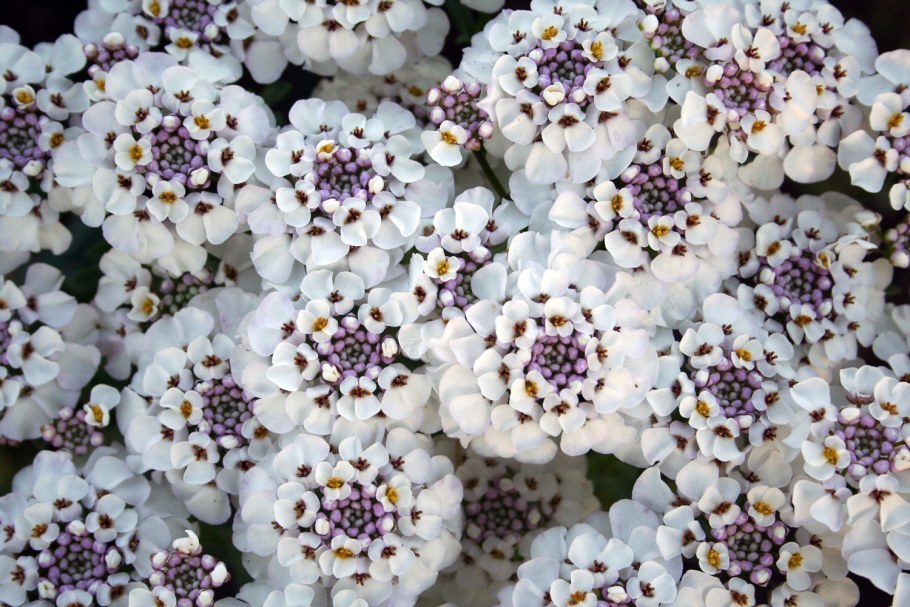 Иберис зончатый