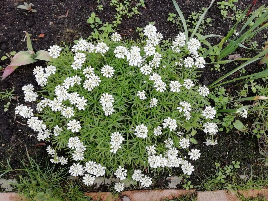 Иберис вечнозеленый