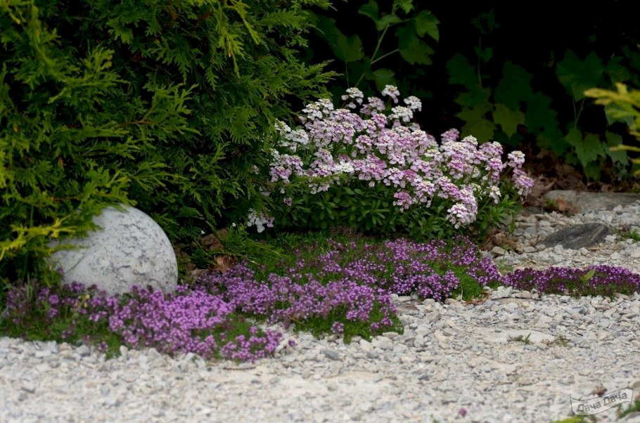 Почвопокровник иберис