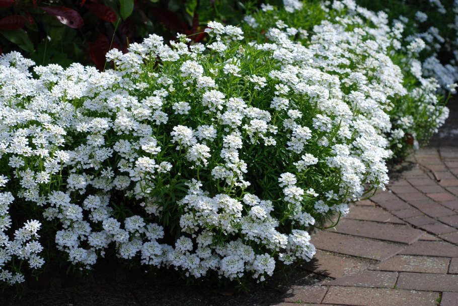 Иберис зончатый