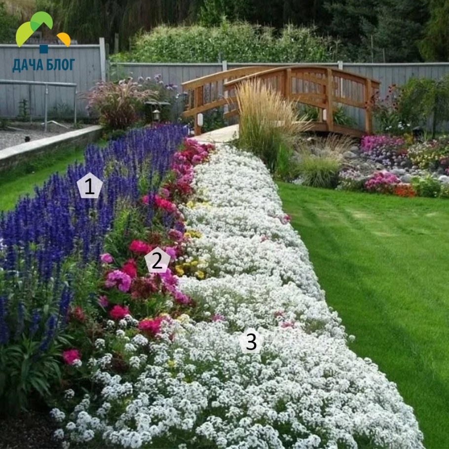 Алиссум на клумбе