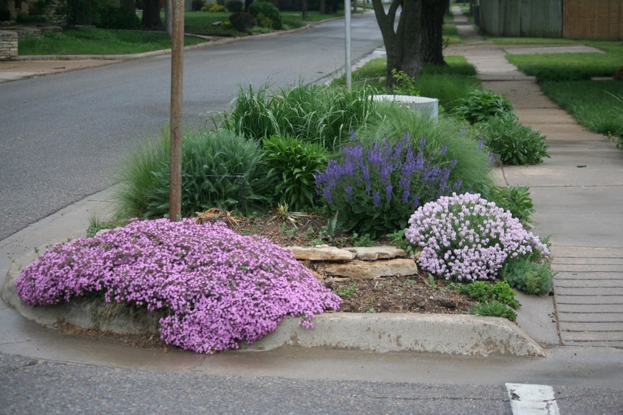 Иберис и алиссум
