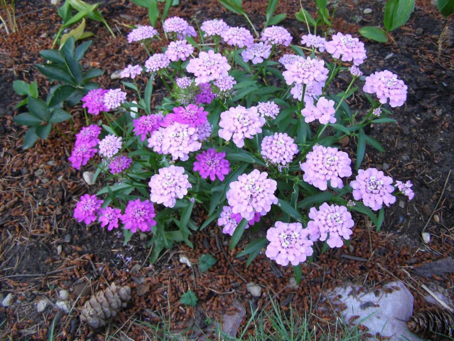 Иберис умбеллата