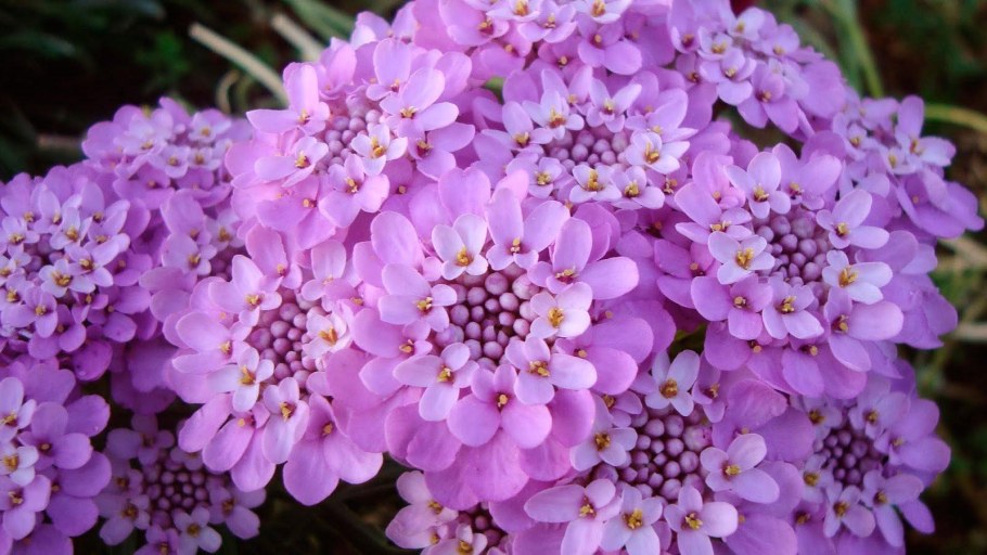 Иберис аметист