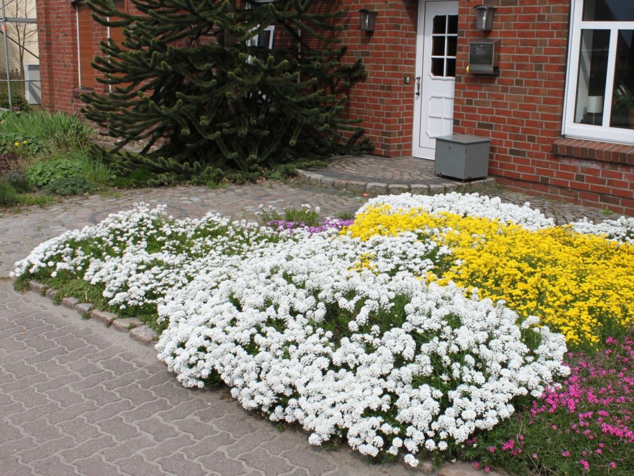 Иберис и алиссум