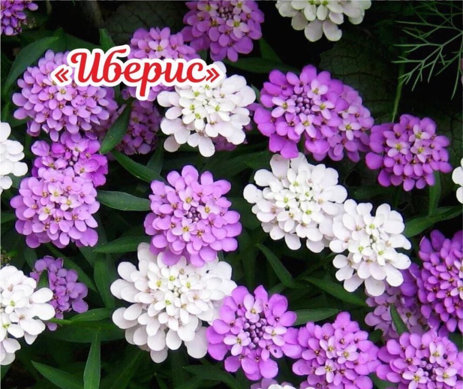 Иберис зонтичный ежевичные меренги