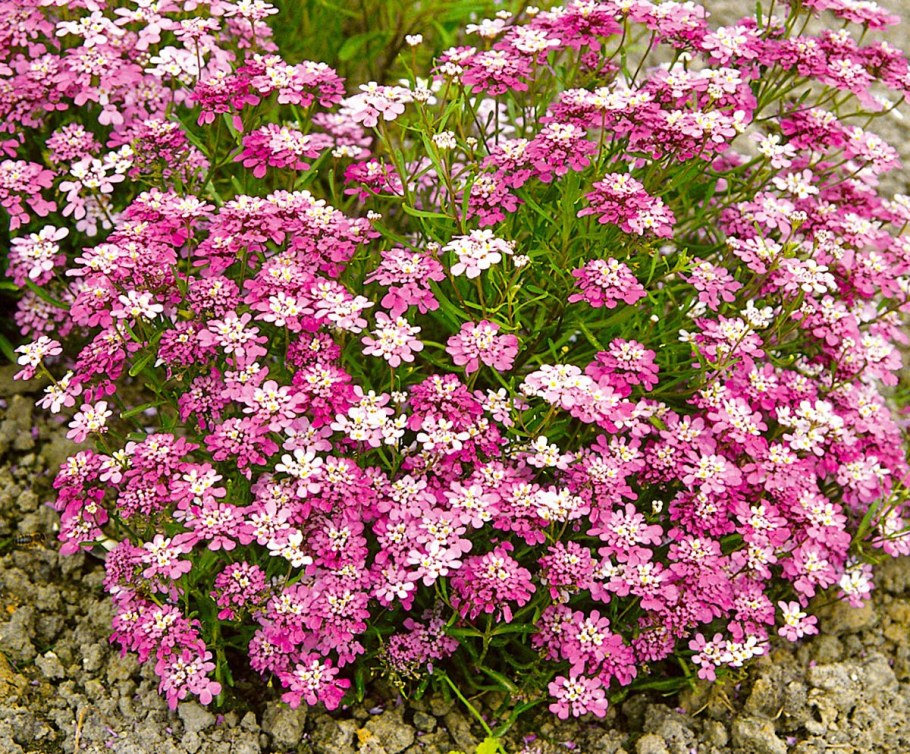 Иберис зончатый