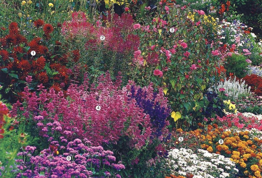 Астра Дженни миксбордере