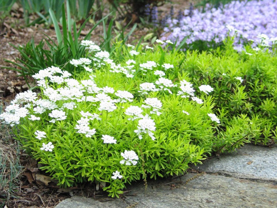 Иберис цветок