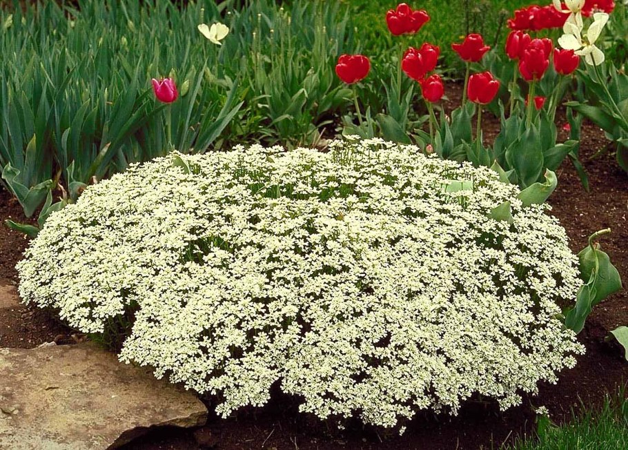 Иберис на клумбе