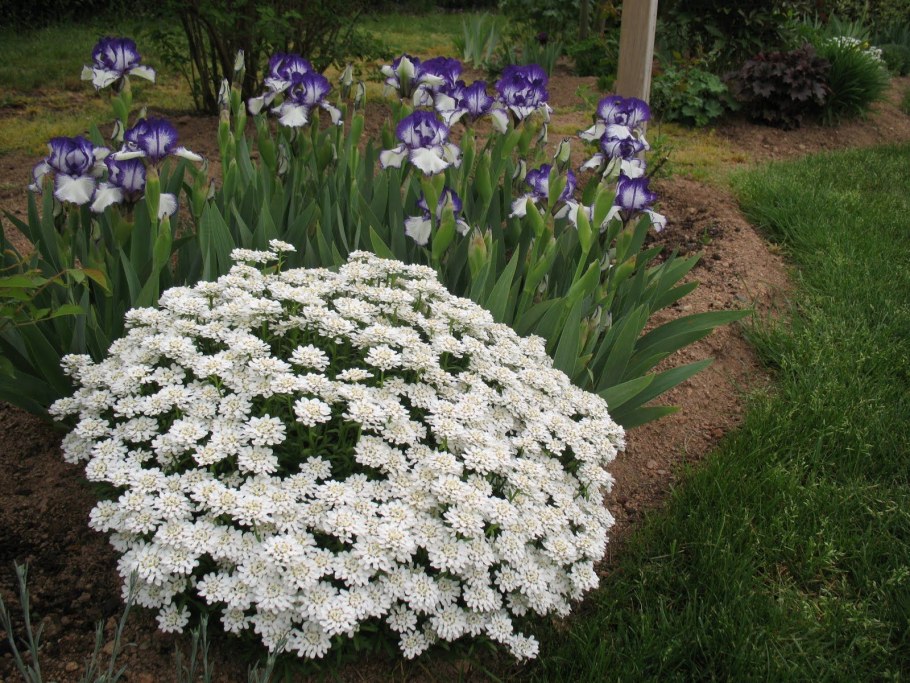 Иберис вечнозеленый — Iberis sempervirens