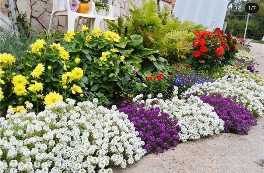 Алиссум цветы многолетники