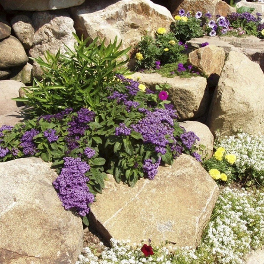 Гелиотроп душистый