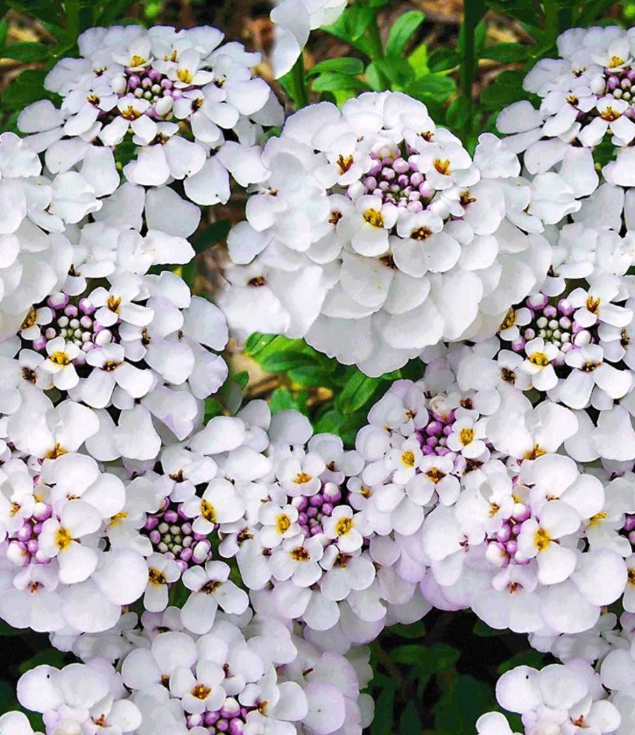 Иберис цветок