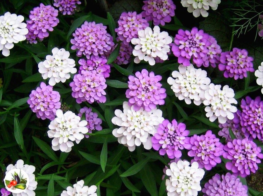 Иберис зонтичный