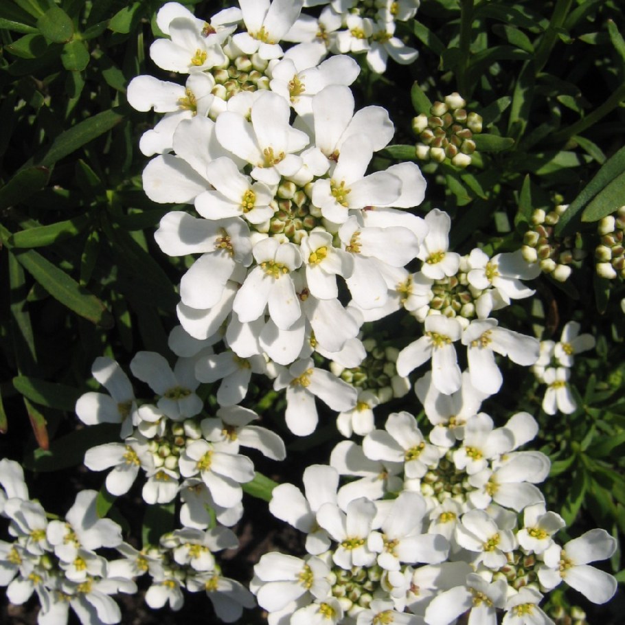 Иберис вечнозеленый Тахо