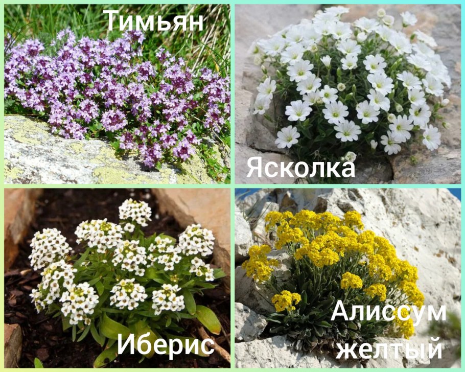 Алиссум многолетний посадка