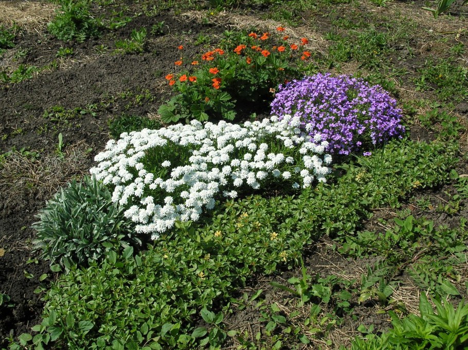 Иберис зонтичный