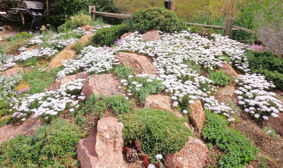 Иберис Альпийская горка