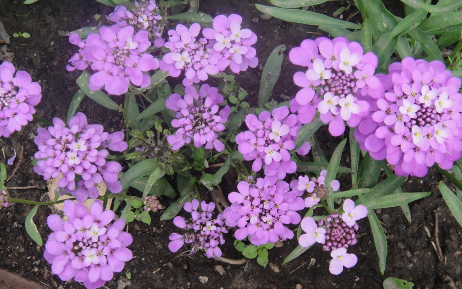 Иберис зончатый