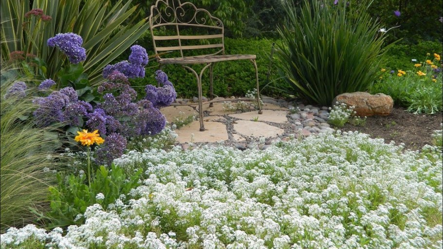 Клумба алиссум Ясколка