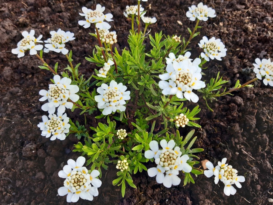 Иберис аметист