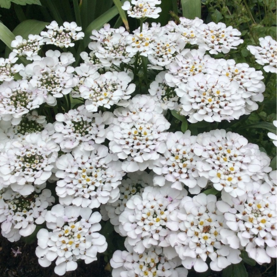 Иберис (Стенник)