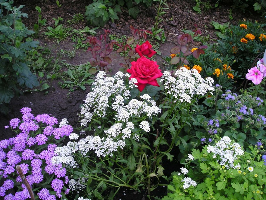 Иберис на клумбе