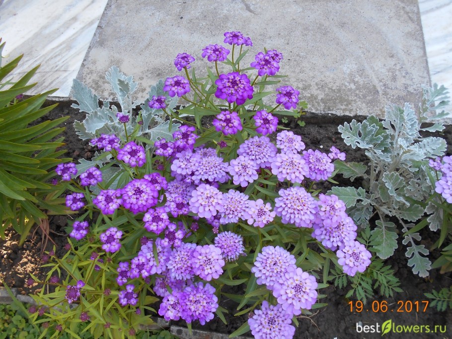 Иберис зонтичный фиолетовый Кардинал