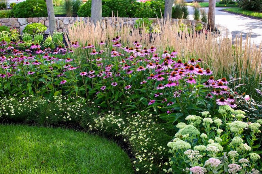 Эхинацея тысячелистник монарда