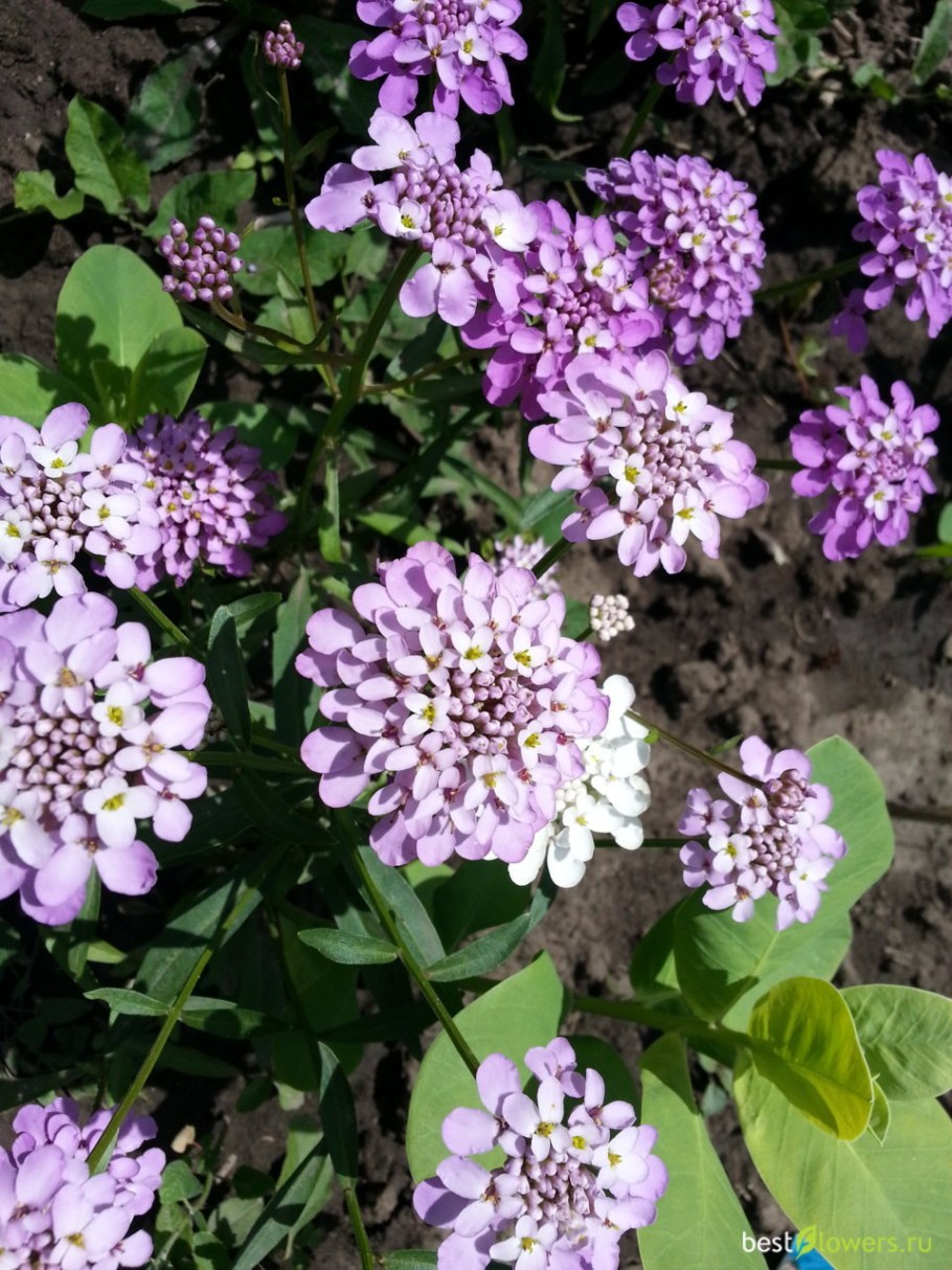 Иберис (Стенник)