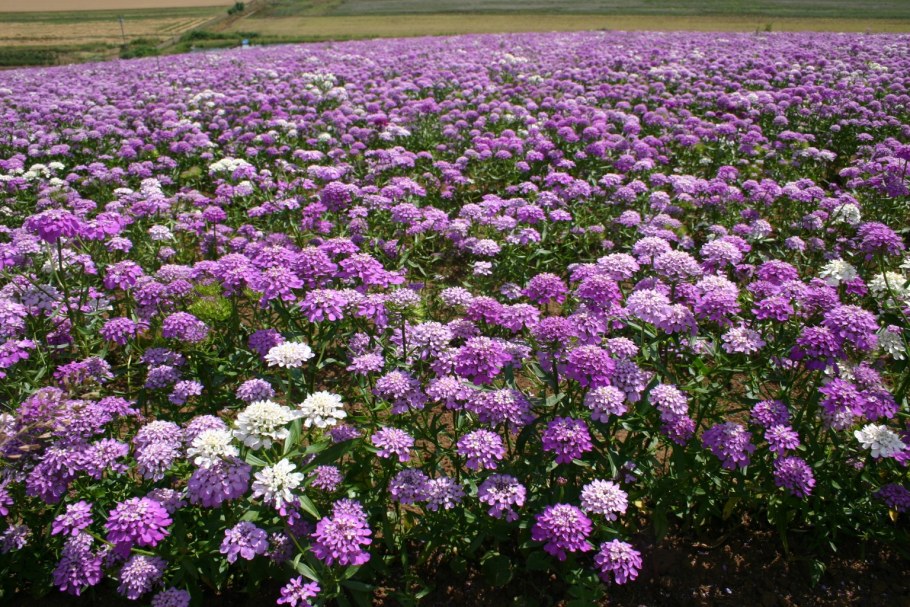 Иберис Гибралтарский