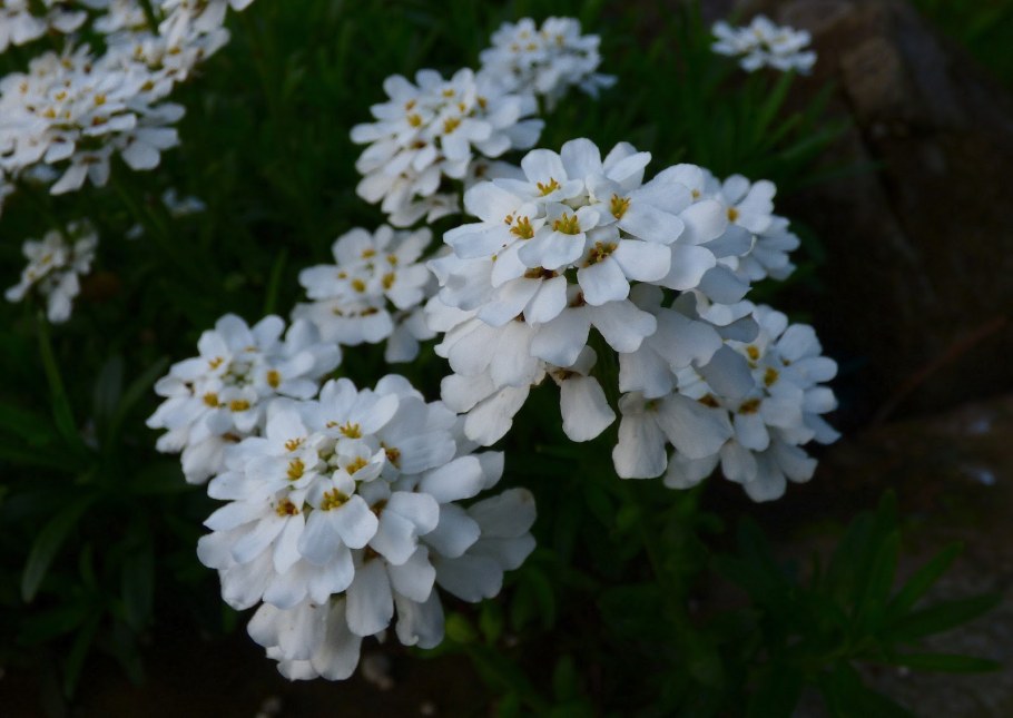 Иберис Сноуфлейк многолетний