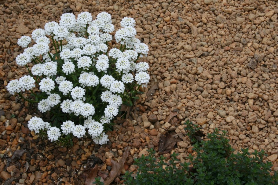 Иберис Вайтаут