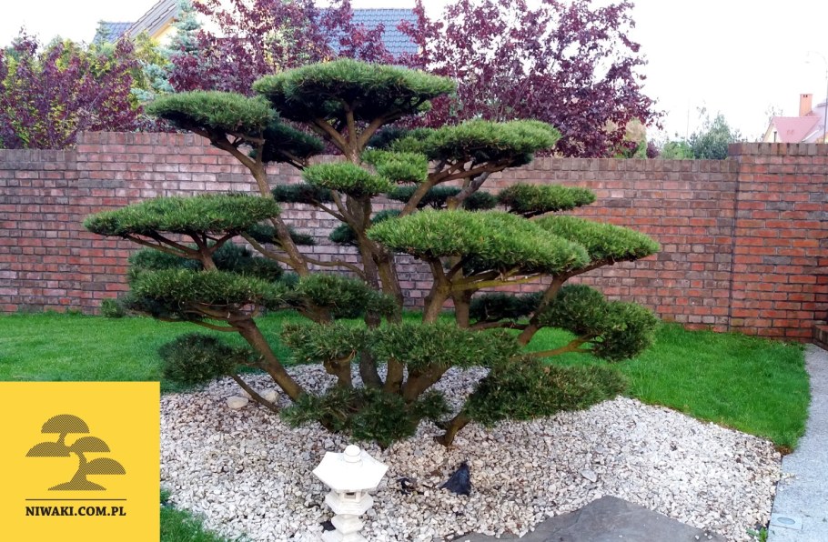 Бирючина ниваки