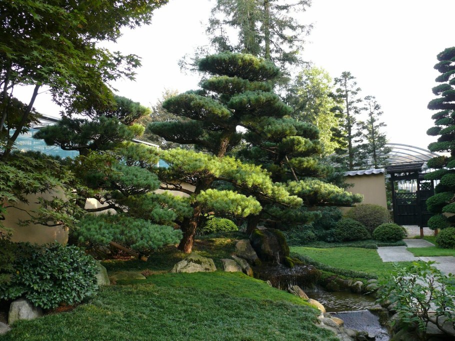 Бонсай клен ниваки