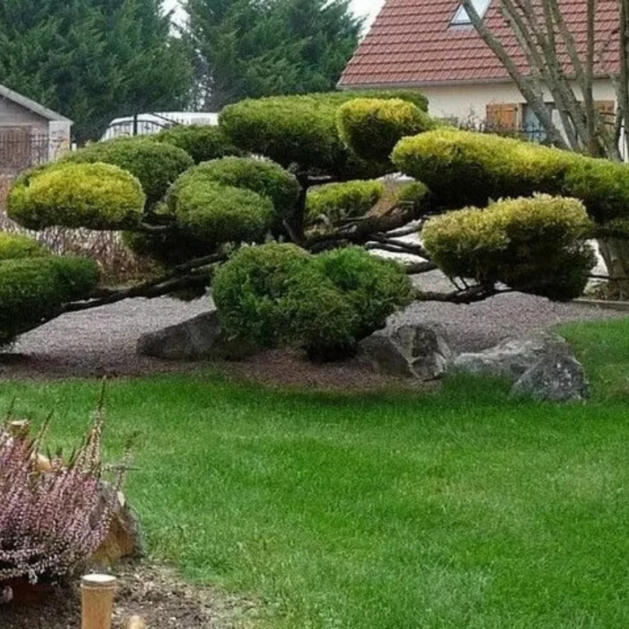 Стрижка можжевельника казацкого ниваки