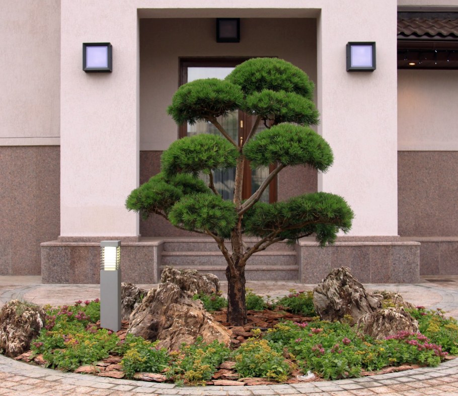 Сосна Горная ниваки