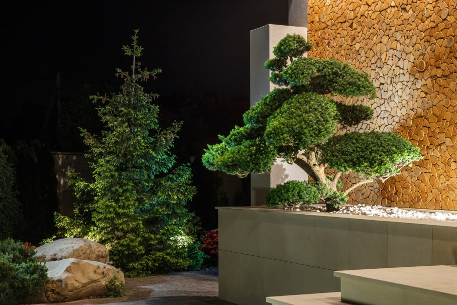 Сосна ниваки