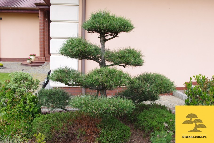 Тисс ниваки