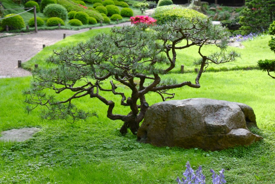 Бересклет ниваки