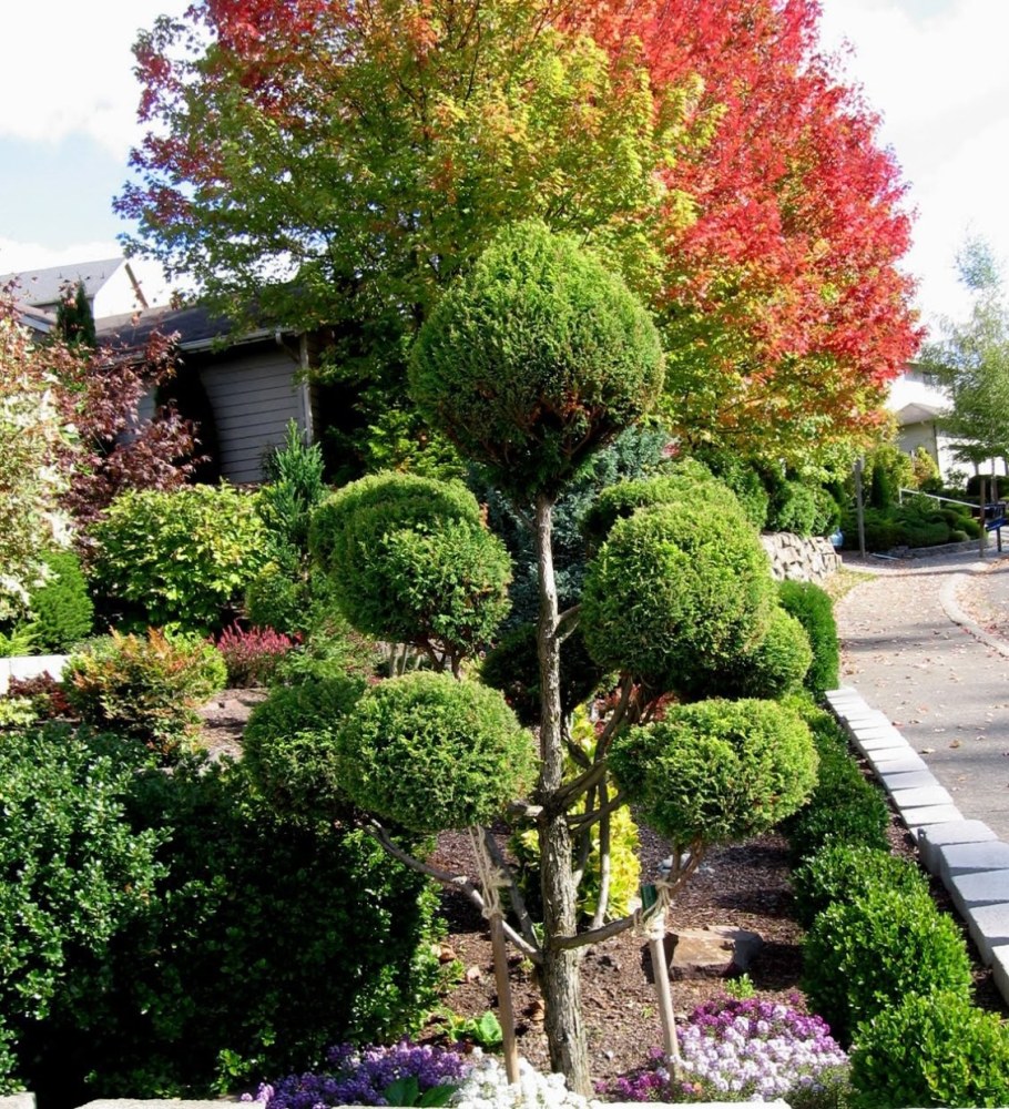 Туя Брабант ниваки