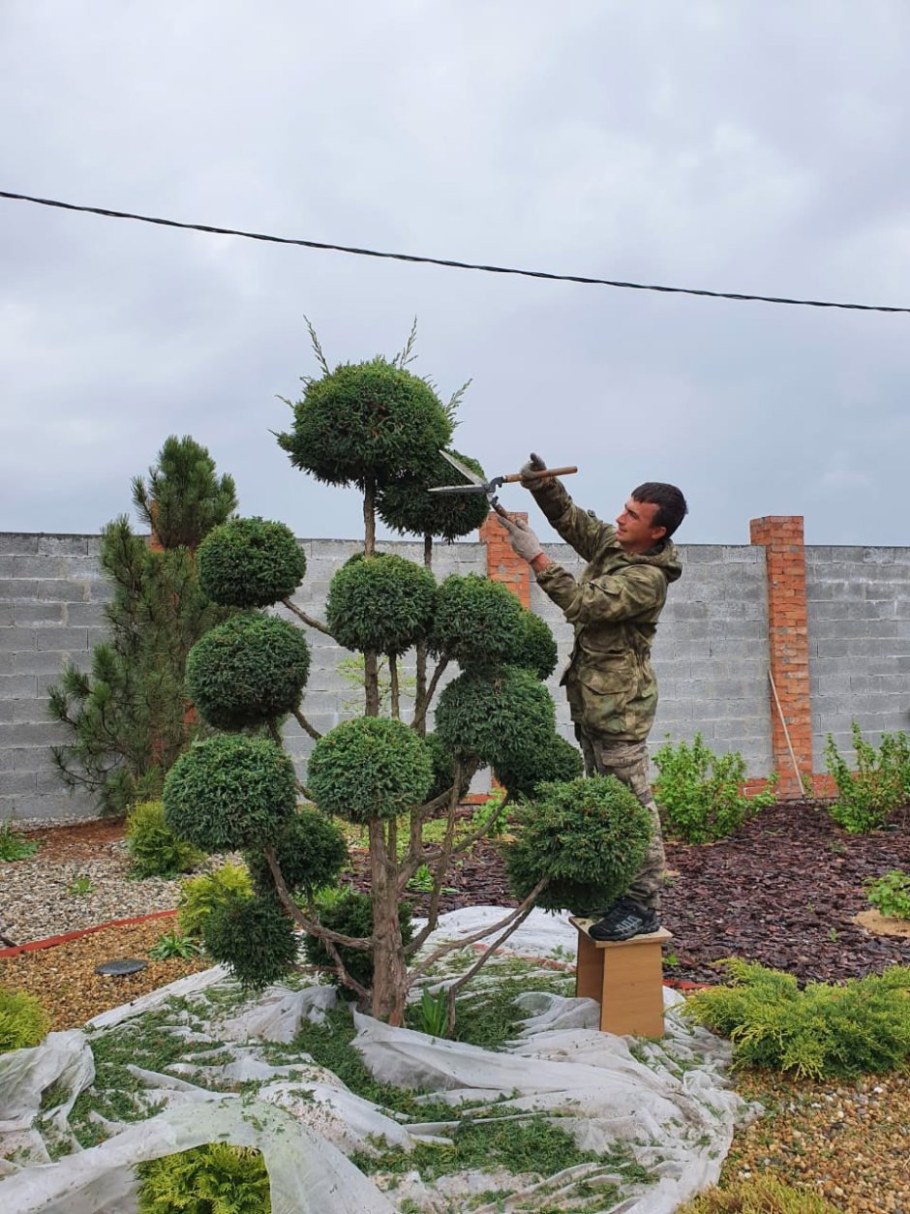 Туя Смарагд ниваки