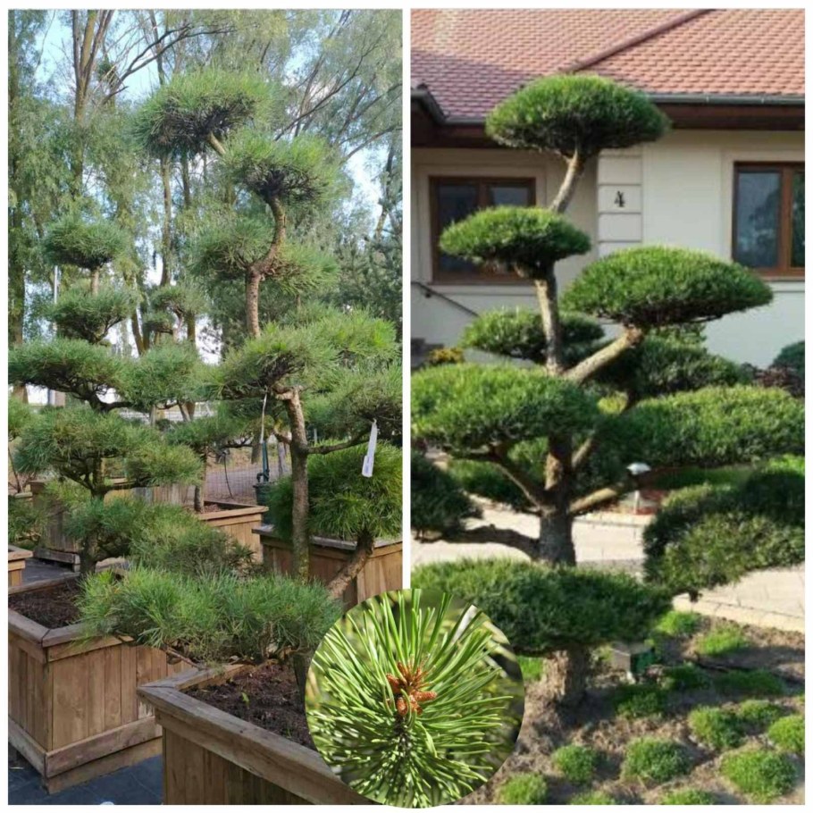 Туя Даника ниваки