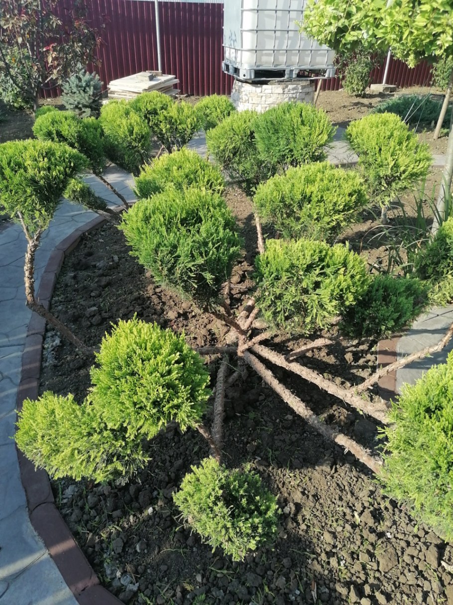 Ниваки из можжевельника