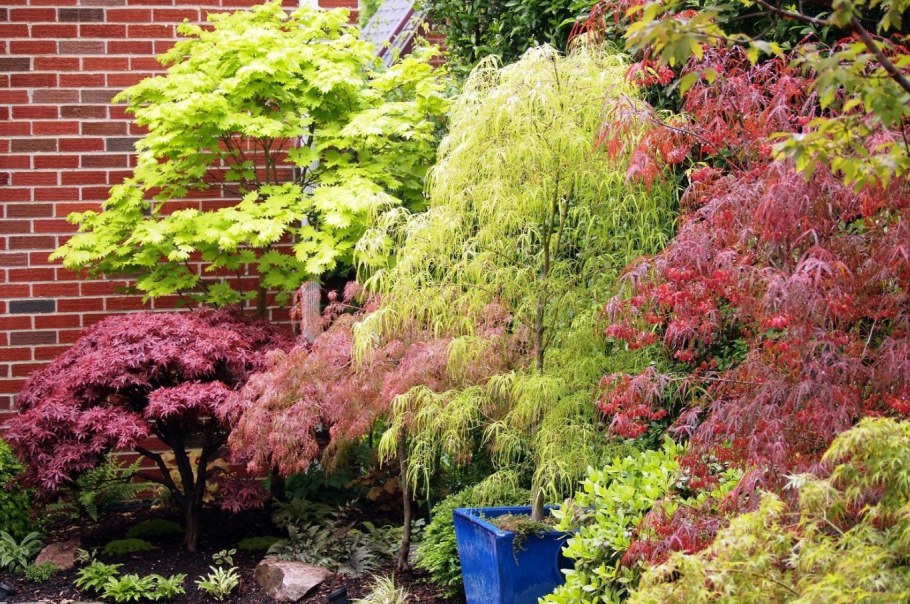 Красный клен ниваки