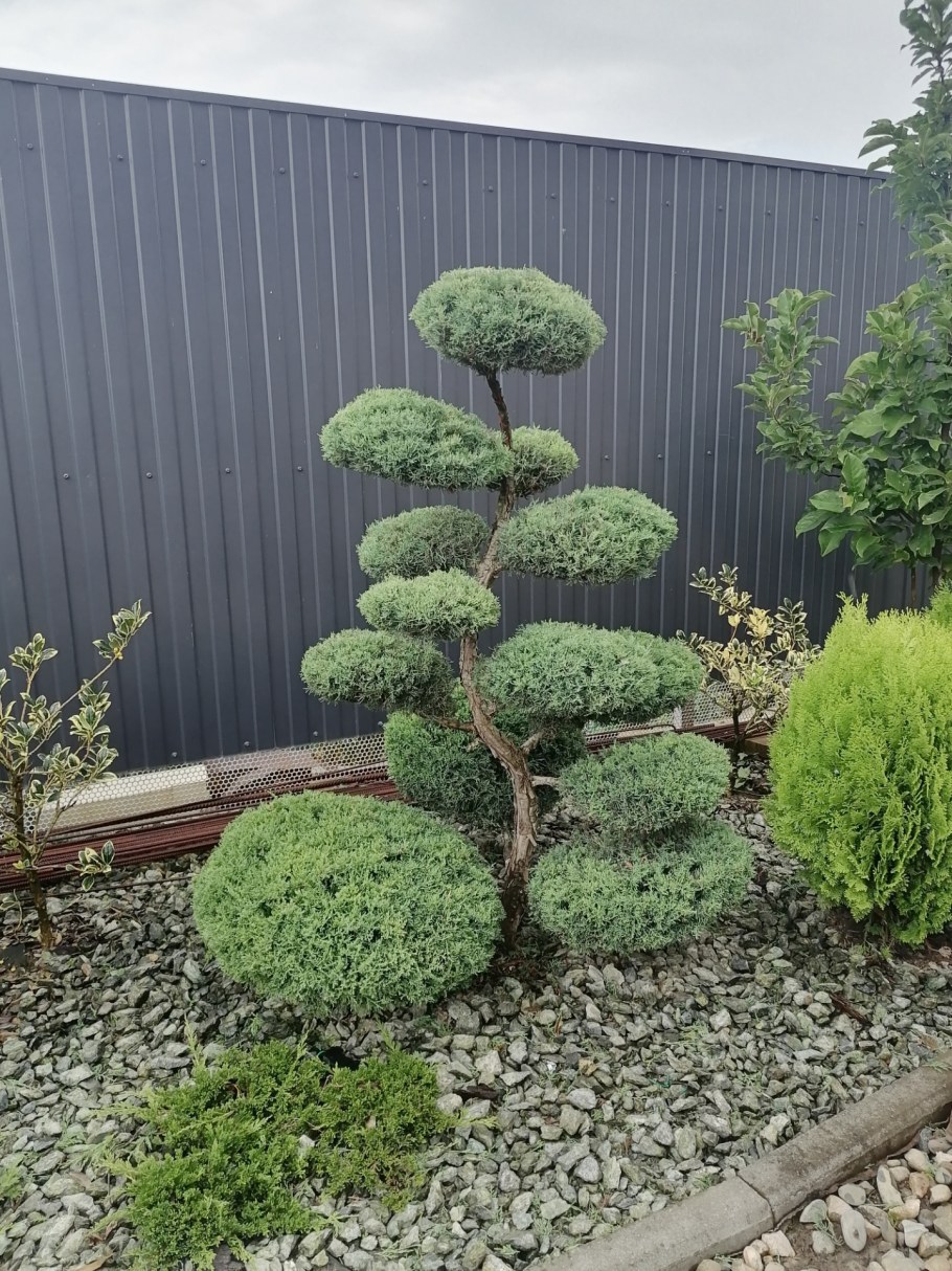 Топиарная стрижка сосны