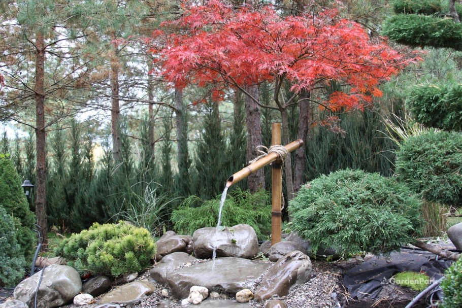 Клен Гиннала ниваки