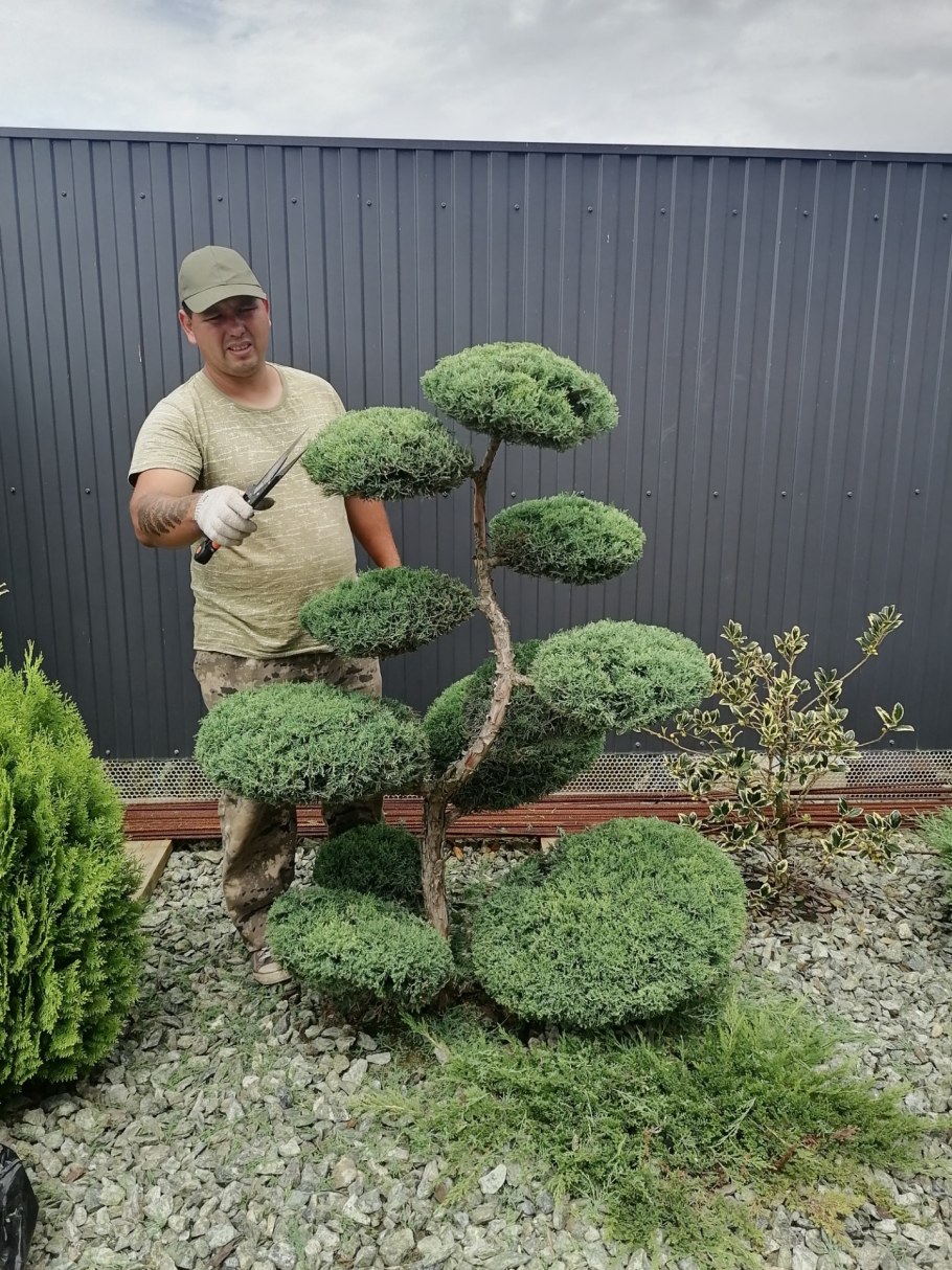 Топиарная стрижка горной сосны