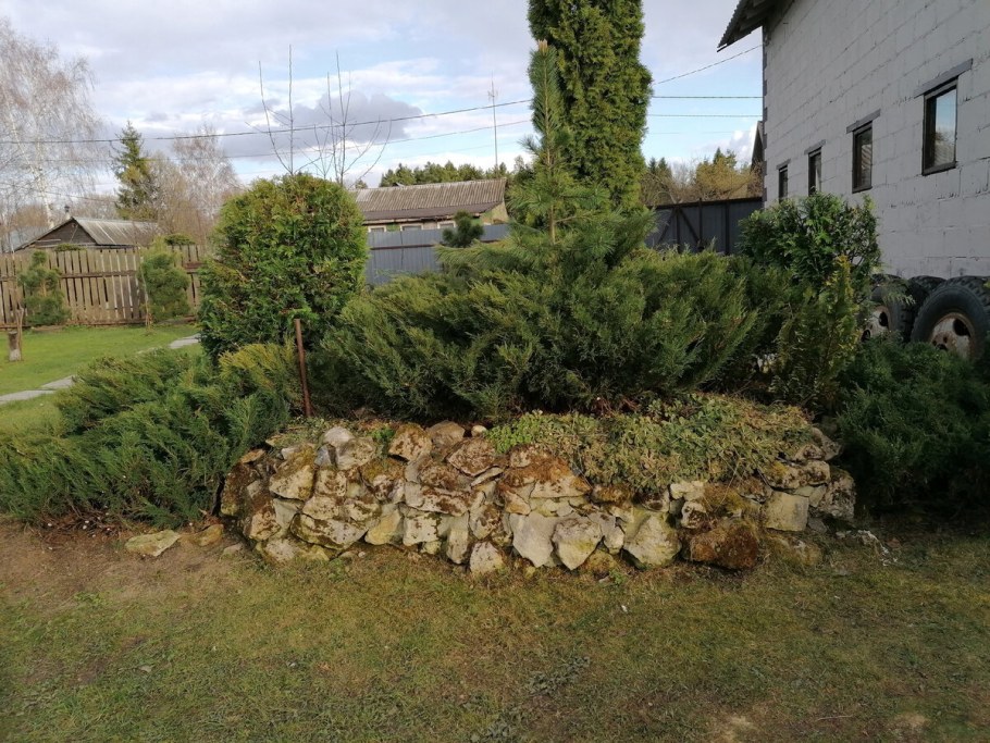 Ниваки из можжевельника лилии